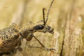 Attēlu rezultāti vaicājumam “Anogcodes melanurus”