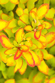 Attēlu rezultāti vaicājumam “Berberis thunbergii flower”