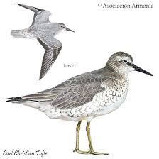 Attēlu rezultāti vaicājumam “Calidris”