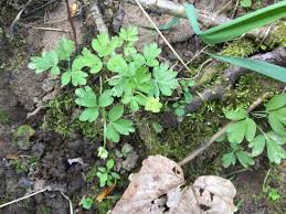 Attēlu rezultāti vaicājumam “Adoxa moschatellina”