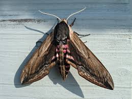 Attēlu rezultāti vaicājumam “Sphinx ligustri”