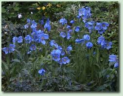 Image result for Scheinmohn blau