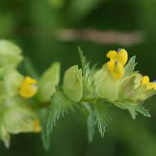 Attēlu rezultāti vaicājumam “Rhinanthus minor”