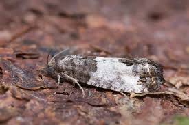 Attēlu rezultāti vaicājumam “Spilonota ocellana”