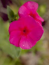 Image result for Phlox drummondii