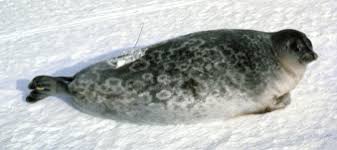 Image result for Pusa hispida