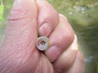 Image result for Lethenteron camtschaticum