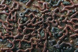 Attēlu rezultāti vaicājumam “Willkommlangea reticulata spores”