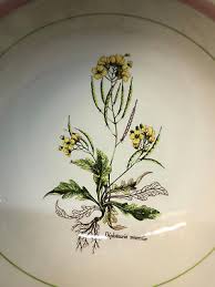 Attēlu rezultāti vaicājumam “Diplotaxis muralis fruit”