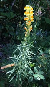 Attēlu rezultāti vaicājumam “Linaria loeselii bud”