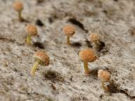 Attēlu rezultāti vaicājumam “Sclerophora coniophaea”