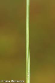 Attēlu rezultāti vaicājumam “Juncus squarrosus”