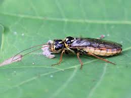 Attēlu rezultāti vaicājumam “Acantholyda posticalis”