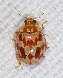 Attēlu rezultāti vaicājumam “Myrrha octodecimguttata”