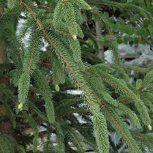 Attēlu rezultāti vaicājumam “Picea abies fo. virgata”