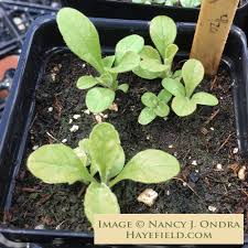 Image result for Scabiosa ochroleuca