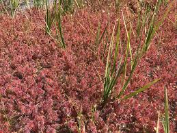 Attēlu rezultāti vaicājumam “Drosera x obovata”