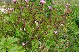 Attēlu rezultāti vaicājumam “Geranium robertianum fruit”