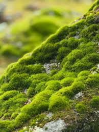 Attēlu rezultāti vaicājumam “Mnium stellare”