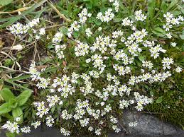 Attēlu rezultāti vaicājumam “Erophila verna flower”