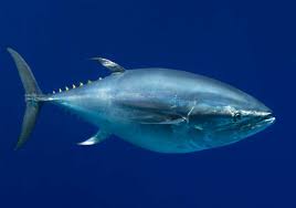 Image result for giant tuna