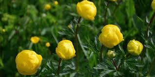 Attēlu rezultāti vaicājumam “Trollius europaeus”