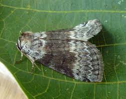 Attēlu rezultāti vaicājumam “Tetheella fluctuosa”