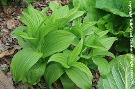 Image result for Leaves Green Bowmen