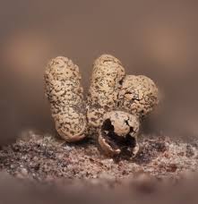 Attēlu rezultāti vaicājumam “Physarum, Nannengaella sp.”