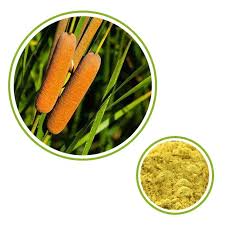 Attēlu rezultāti vaicājumam “Typha angustifolia  fruit”