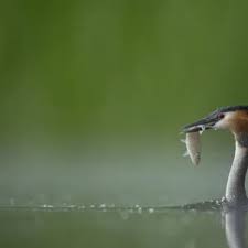 Attēlu rezultāti vaicājumam “Podiceps cristatus adult”