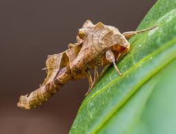 Attēlu rezultāti vaicājumam “Phlogophora meticulosa”