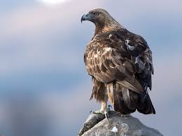 Attēlu rezultāti vaicājumam “Aquila chrysaetos adult”