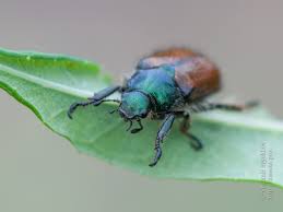 Attēlu rezultāti vaicājumam “Phyllopertha horticola imago”