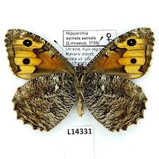 Attēlu rezultāti vaicājumam “Hipparchia semele”