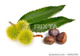 Attēlu rezultāti vaicājumam “Castanea sativa  fruit”