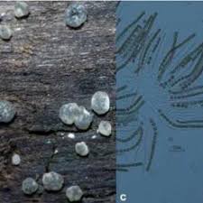 Attēlu rezultāti vaicājumam “Hypocrea gelatinosa”