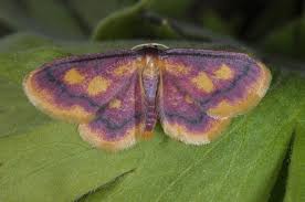 Attēlu rezultāti vaicājumam “Idaea muricata”