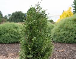 Attēlu rezultāti vaicājumam “Thuja plicata flower”
