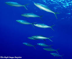 Image result for Elagatis bipinnulata