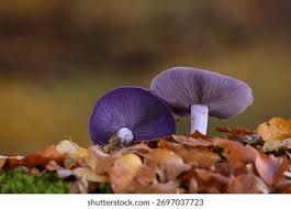 Attēlu rezultāti vaicājumam “Lepista nuda”