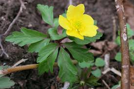 Attēlu rezultāti vaicājumam “Anemone ranunculoides leaf”