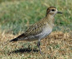 Attēlu rezultāti vaicājumam “Pluvialis apricaria”