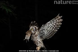 Attēlu rezultāti vaicājumam “Aegolius funereus adult”