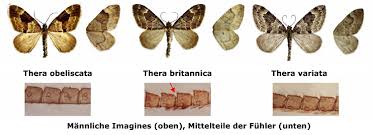 Attēlu rezultāti vaicājumam “Thera variata”