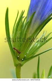 Attēlu rezultāti vaicājumam “Gentiana pneumonanthe”