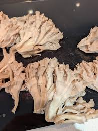 Attēlu rezultāti vaicājumam “Sparassis crispa”