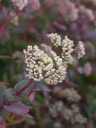 Attēlu rezultāti vaicājumam “Hylotelephium telephium bud”