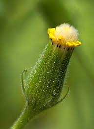 Attēlu rezultāti vaicājumam “Senecio viscosus flower”