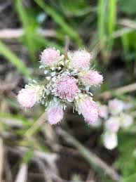 Attēlu rezultāti vaicājumam “Antennaria dioica fruit”